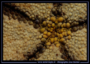 Sea Star... :O)... by Michel Lonfat 